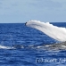 whale_humpback_h_00564_dom2612.jpg